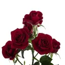 spray-rose-rubicon-w-stem-300x300.webp