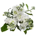 Stock-White.webp
