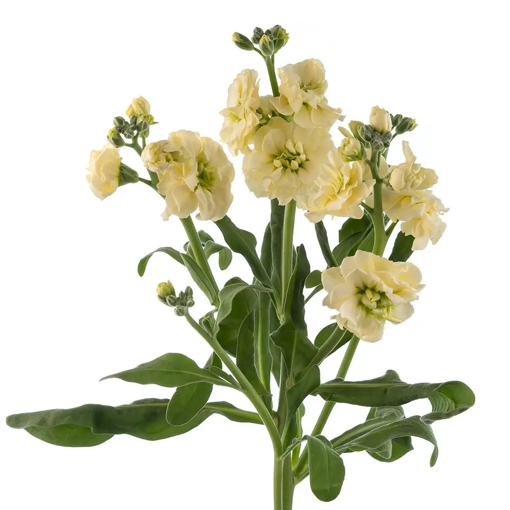 Stock-Yellow.webp