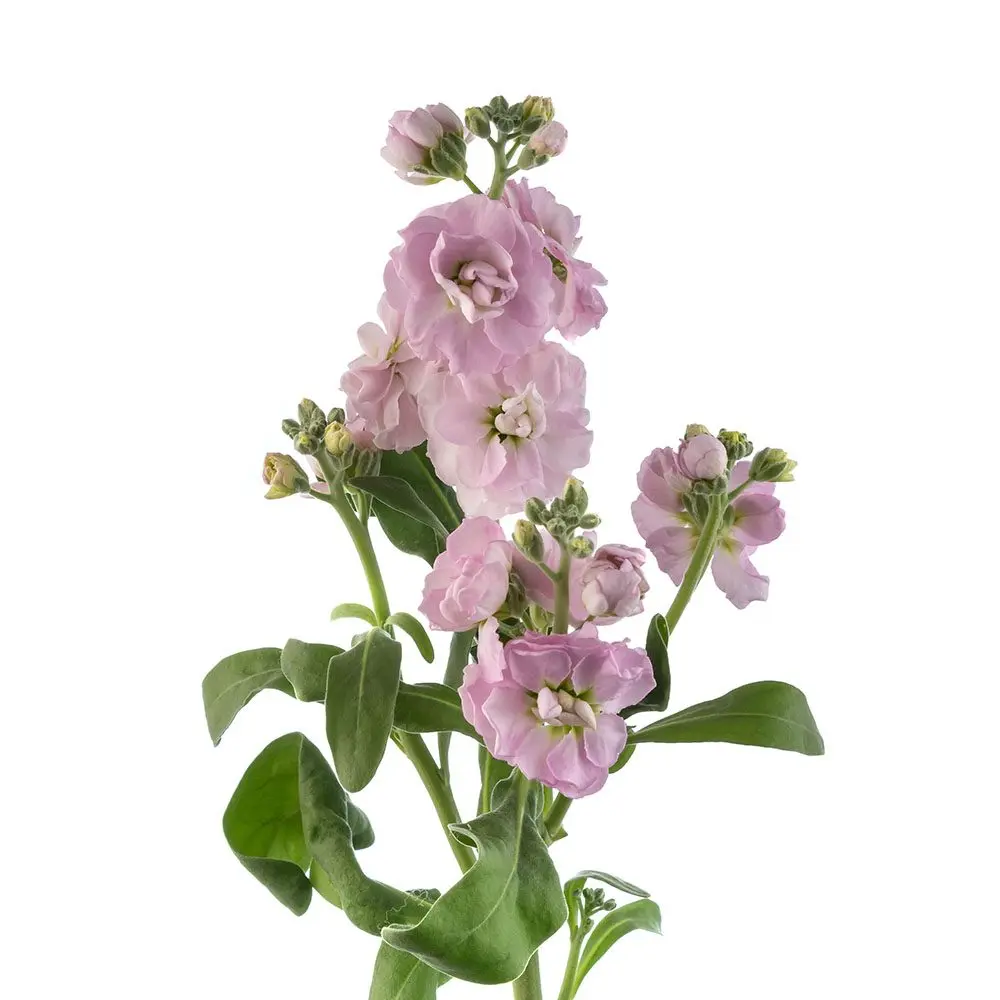 lilac-stock-w-stem.webp