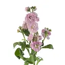 lilac-stock-w-stem.webp