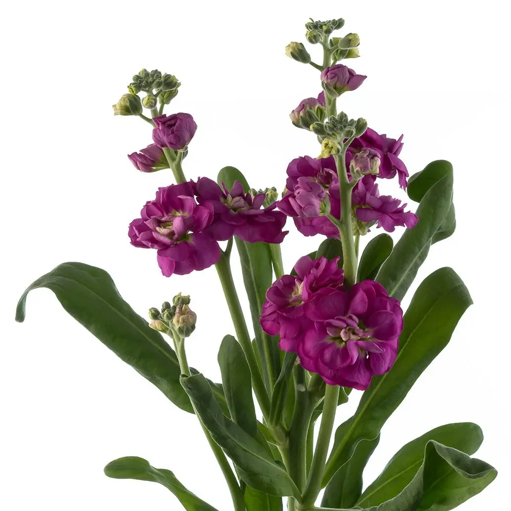Stock-Dark-Pink.webp