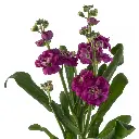 Stock-Dark-Pink.webp