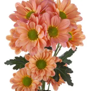 TEQUILA-SUNRISE-daisy-w-stems-300x300.webp