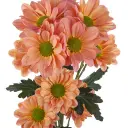 TEQUILA-SUNRISE-daisy-w-stems-300x300.webp