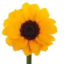 sunflower-vincent-w-stem.webp