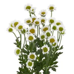 IConfetti-Nebula-White-300x300.webp