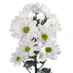 alma-daisy-w-stem-300x300.webp