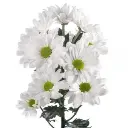 alma-daisy-w-stem-300x300.webp