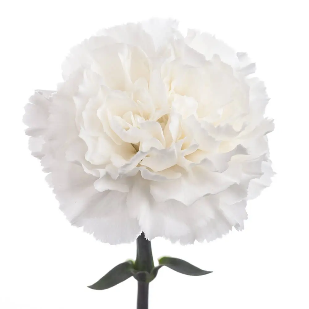 White-w-Stem-1.webp