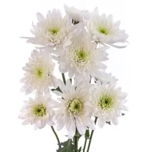 MAISY-white-w-stems-300x300.webp
