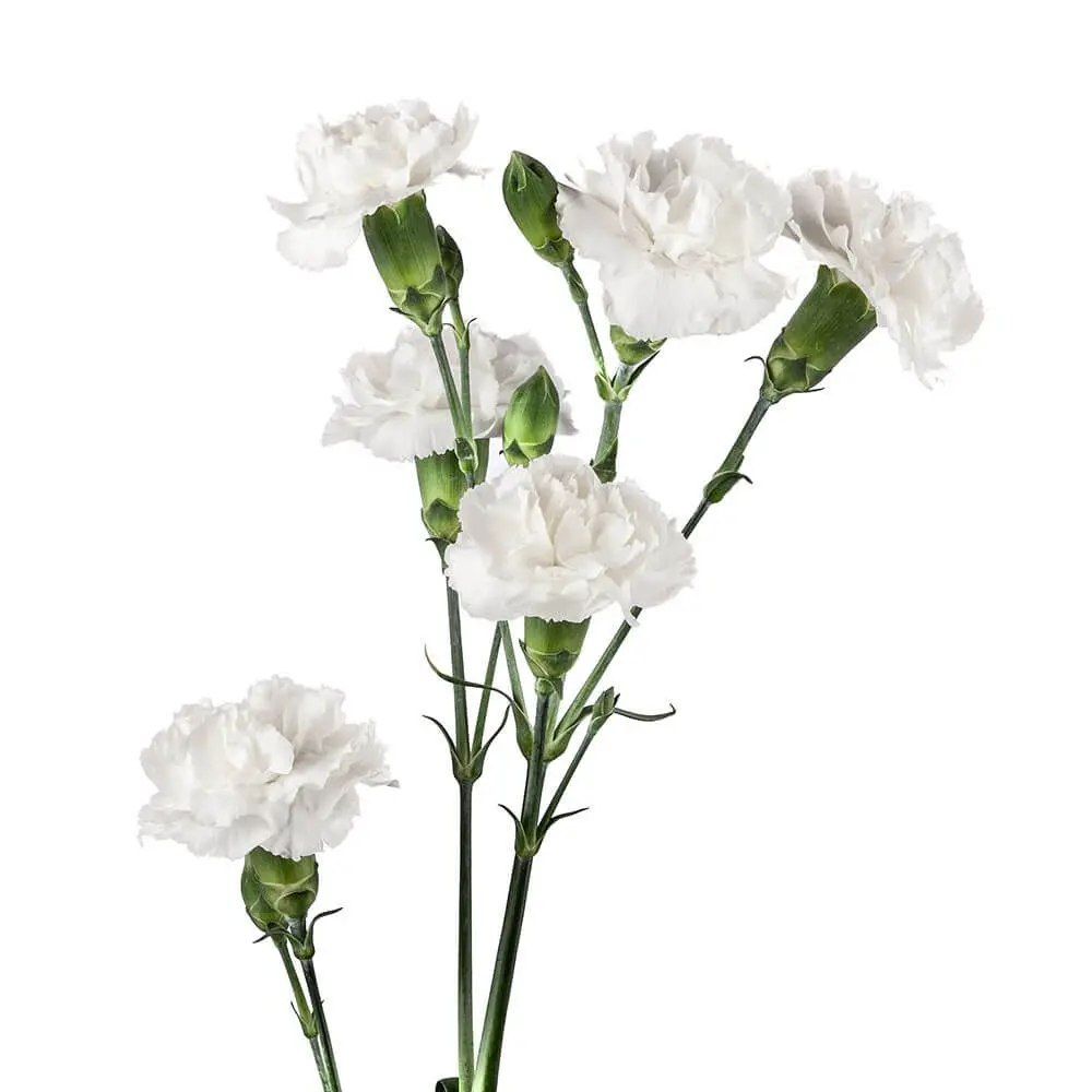 White-Nimbus-w-Stem.webp