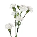 White-Nimbus-w-Stem.webp