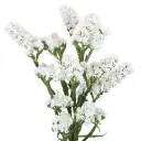 statice-white-w-stem-300x300.webp