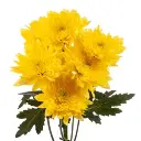CHAMPAGNE-YELLOW-w-stems-300x300.webp