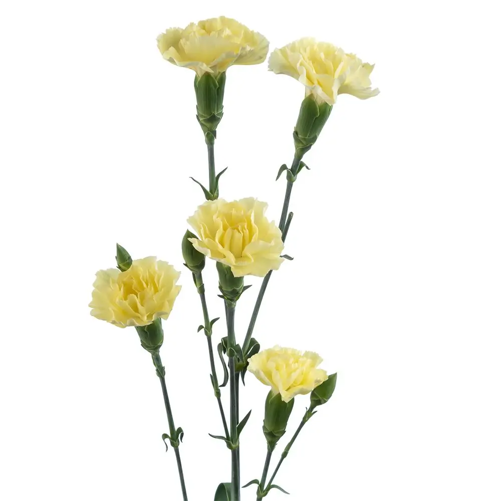 Mini-Carnation-Spray-Yellow-Golld-Strike-1.webp