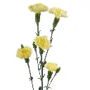Mini-Carnation-Spray-Yellow-Golld-Strike-1.webp