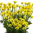 Iconfetti-Yellow-Lemon-@-300x300.webp