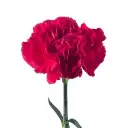 Zepplin-large-carnation-w-stem-300x300.webp