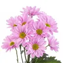 MELROSE-pink-w-stems-300x300.webp