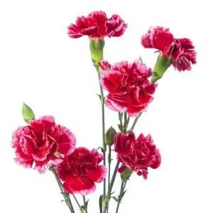 BERRY-w-stems-300x300.webp