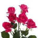alicia 2.webp