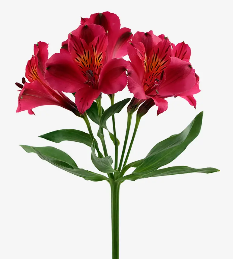 ALSTROEMERIA_NAPOLY.webp