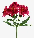 ALSTROEMERIA_NAPOLY.webp