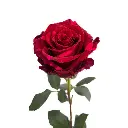 wholesale-red-panther.webp