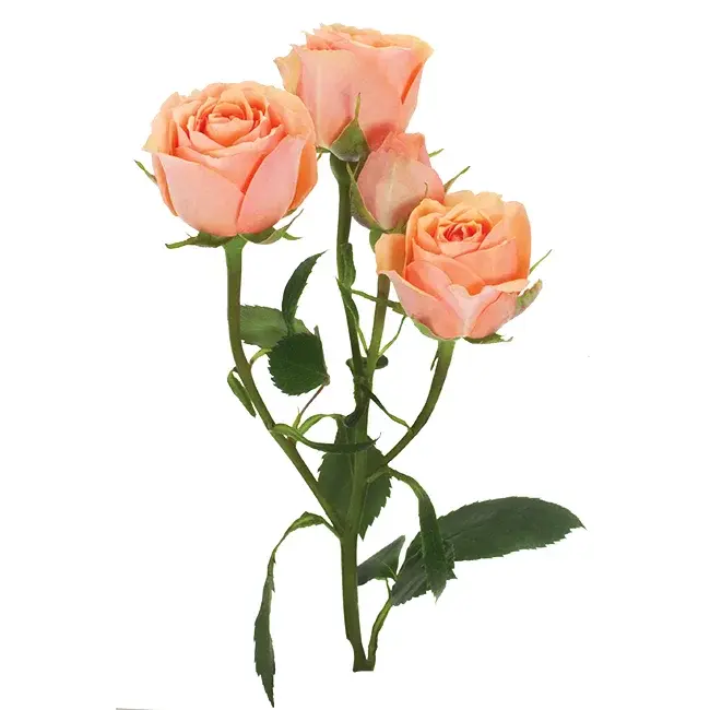 babyrosever.webp