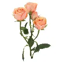 babyrosever.webp