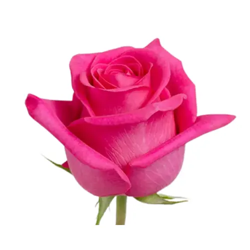 Untitled design (2).webp