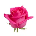 Untitled design (2).webp
