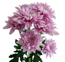 image_2025-04-17_104418266.png