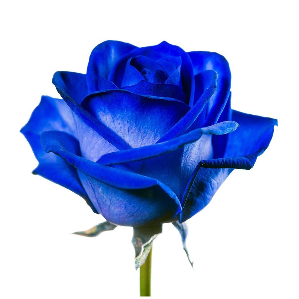 Tinted-Blue-dyed-rose.jpg
