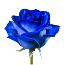 Tinted-Blue-dyed-rose.jpg
