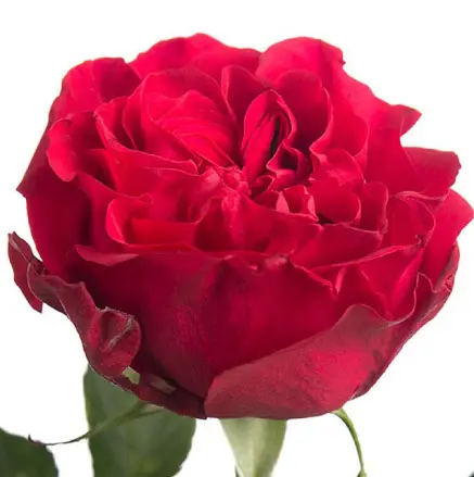 mayra-hot-pink.webp