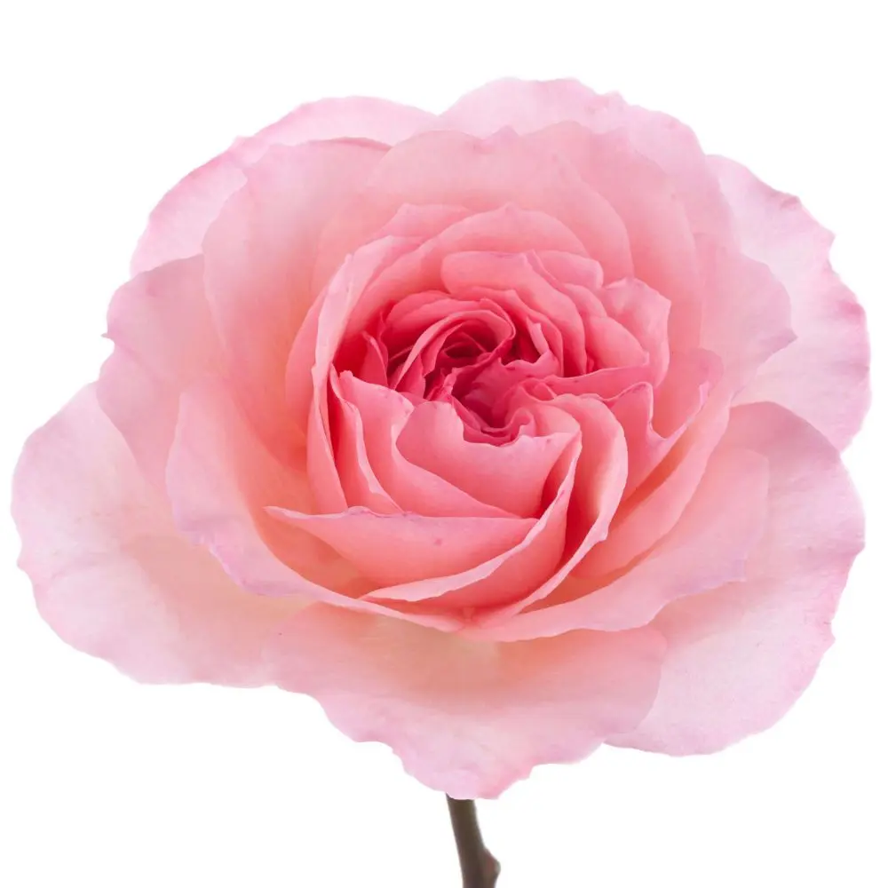 MAYRAS-PINK_1.webp