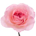 MAYRAS-PINK_1.webp