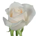 Untitled design (6).webp