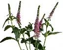 image_2025-04-17_130012038.webp