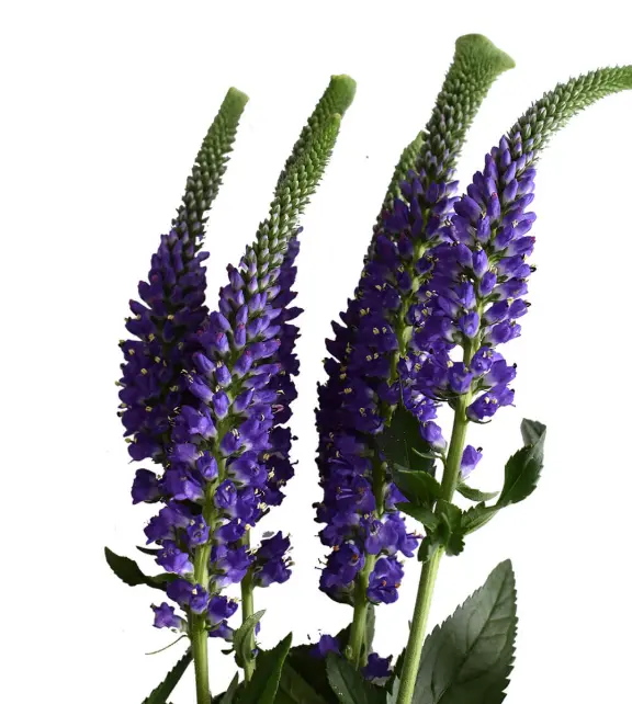 image_2025-04-17_130043221.webp