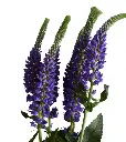image_2025-04-17_130043221.webp