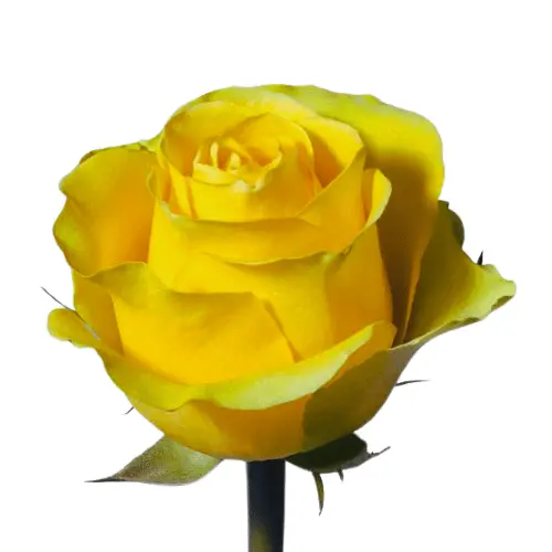 Untitled design (9).webp