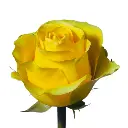 Untitled design (9).webp