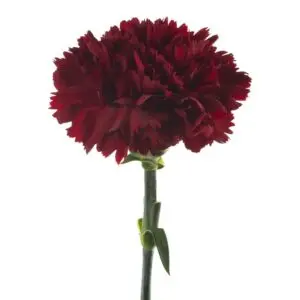 Large-Carnation-Burgundy-Caronte-2-300x300.webp