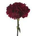 Large-Carnation-Burgundy-Caronte-2-300x300.webp