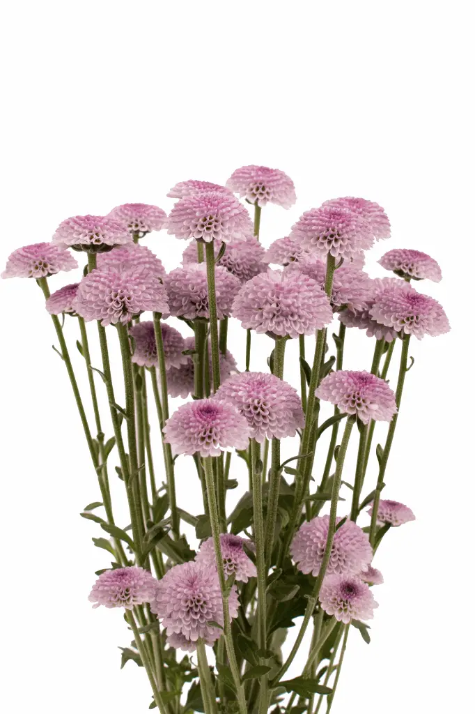 DOTTY-CHERRY-FRONTAL-1980x2970.webp