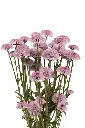 DOTTY-CHERRY-FRONTAL-1980x2970.webp