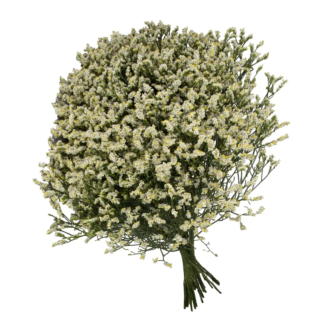 BLLIM65YEL120_C.webp